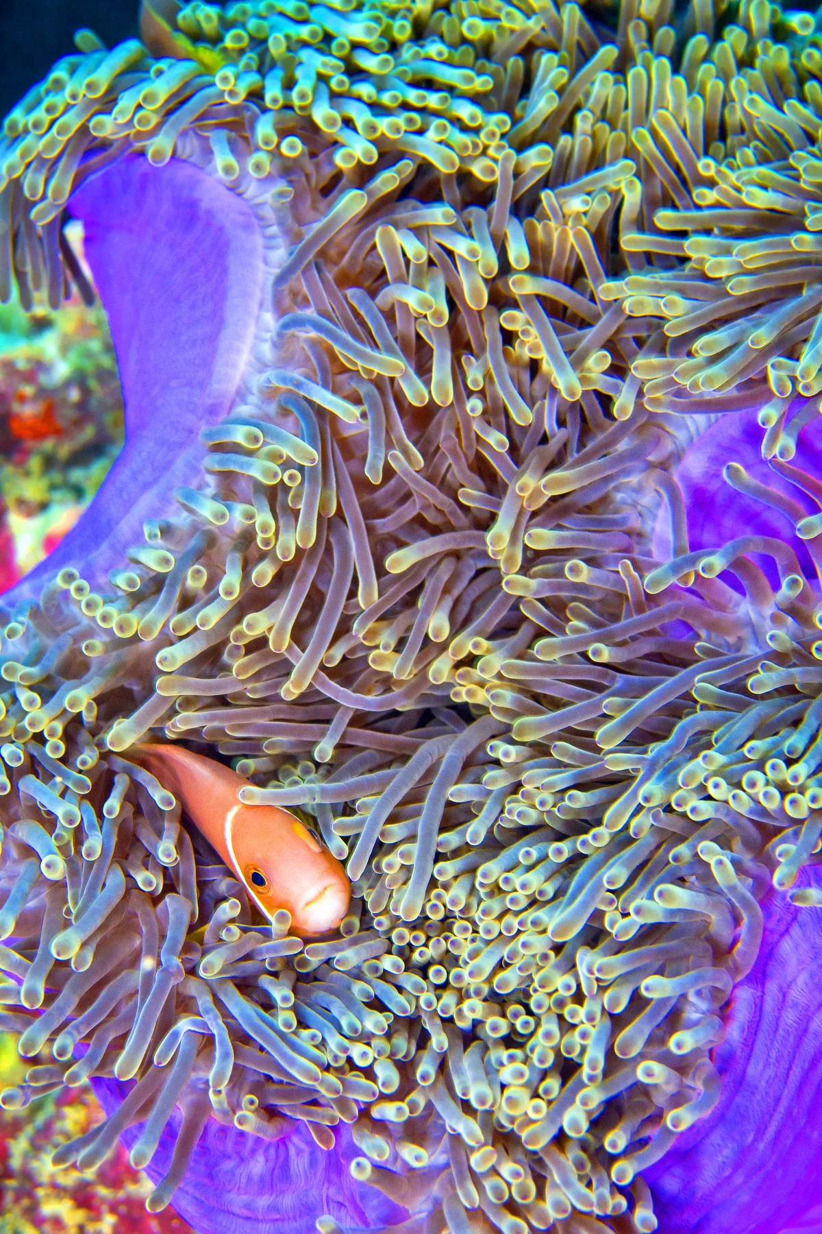 An anemonefish among sea anemone tentacles in South Ari Atoll, Maldives.