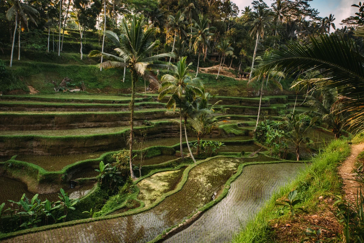 Arrozales en terrazas con agua y palmeras en Bali