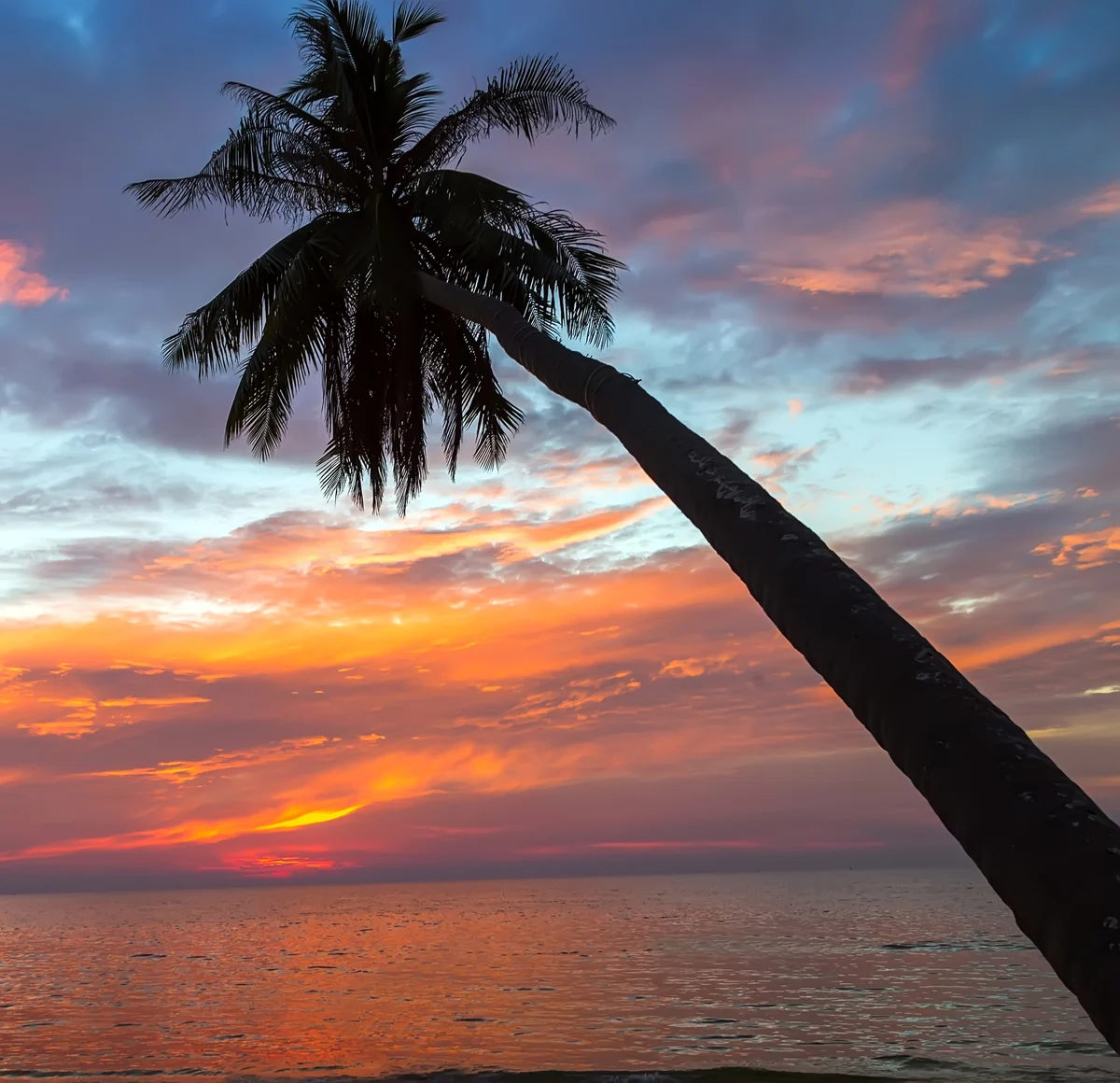 Palmera en silueta frente a un colorido atardecer sobre el océano