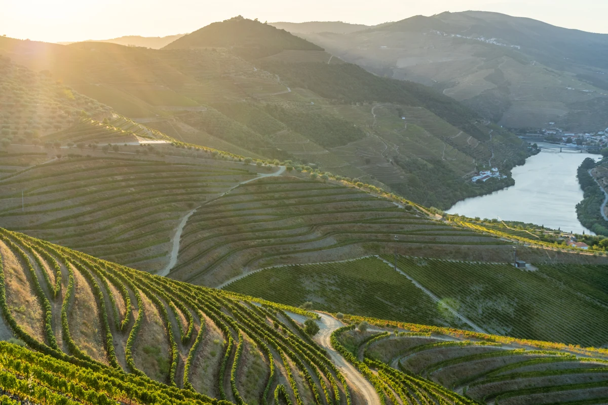 Vineyard terraces above the Douro River. Landscape photograph, not a view from a specific train.