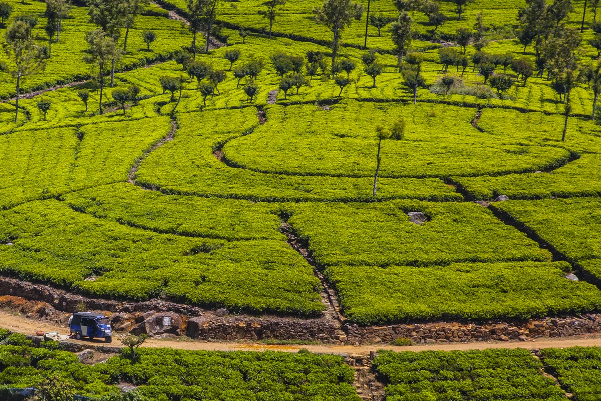 Teeplantagen in den Hügeln Sri Lankas.