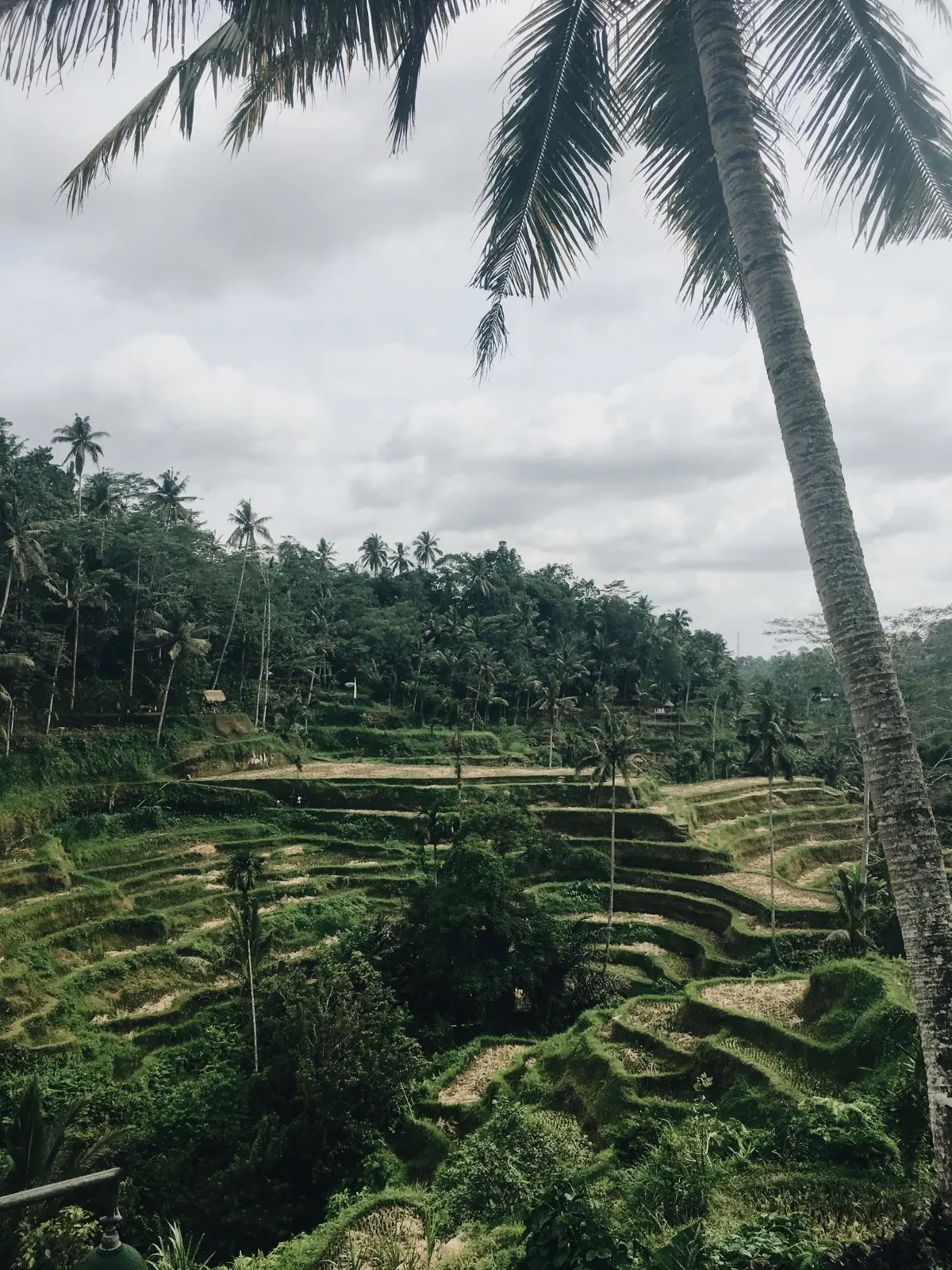 Bali’s rice terraces